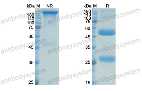 Research Grade Anti-Influenza A virus HA/Hemagglutinin Antibody (VIR-2482)