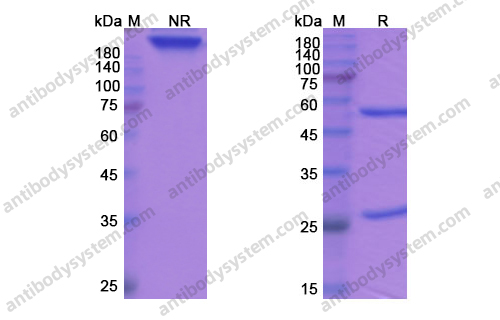 Research Grade Tosatoxumab