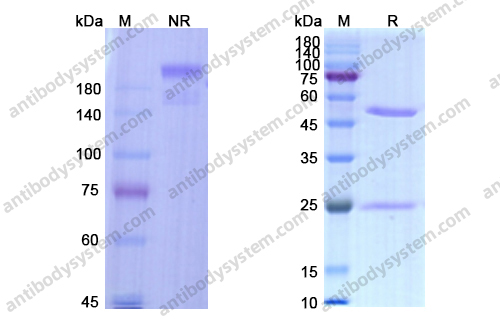 Research Grade Suvratoxumab