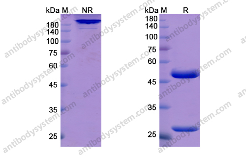 Research Grade Atidortoxumab