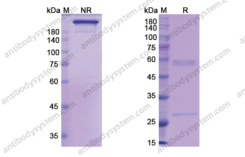 Research Grade Actoxumab