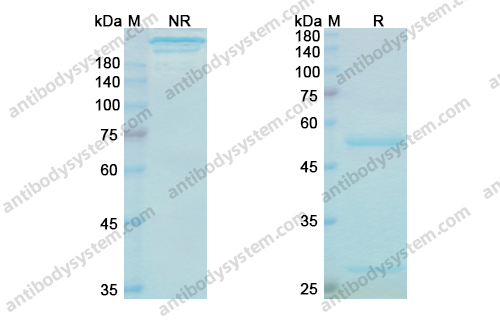 Research Grade Bezlotoxumab