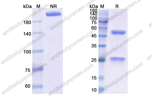 Research Grade Obiltoxaximab
