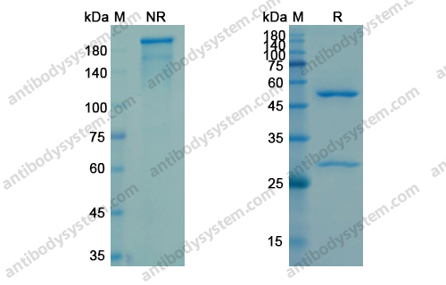 Research Grade Raxibacumab