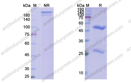 Research Grade Pritoxaximab