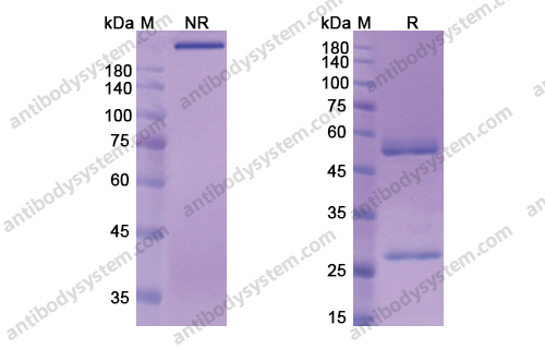 Research Grade Berlimatoxumab
