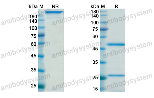 Research Grade Anti-Bordetella pertussis ptxA/PTXS1 Antibody (SYN-005-1B7)