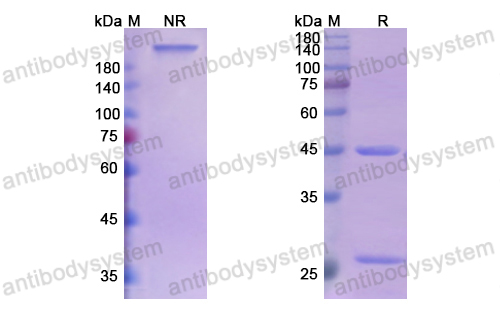 Research Grade Anti-Bordetella pertussis ptxB/PTXS2 Antibody (SYN-005-11E6)