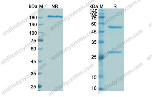 Research Grade Tefibazumab