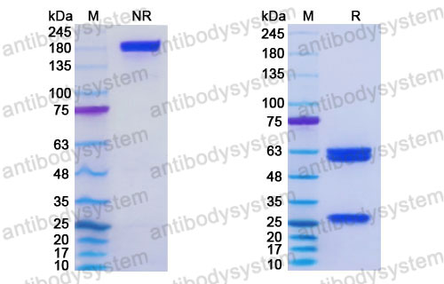 Research Grade Vecantoxatug