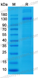 Recombinant Bovine Integrin &alpha;V&beta;6 Heterodimer Protein, C-His & C-Strep