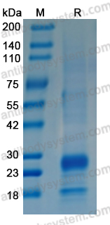 Recombinant Cat FGF7/KGF Protein, C-His