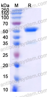 Recombinant Human CD300b/CD300LB Protein, C-Fc