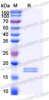 Recombinant Human CCL24/MPIF-2 Protein, C-His