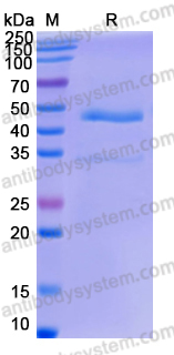 Recombinant Human CDw293/BMPR1B Protein, C-Fc