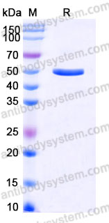 Recombinant Human CD262/TRAIL-R2/DR5 Protein, C-Fc-His