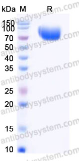 Recombinant Human CD170/SIGLEC5 Protein, C-His-Flag-Fc