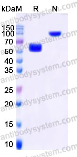 Recombinant Human CD258/LIGHT Protein, N-mFc