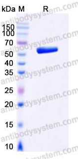SDS-PAGE for Recombinant Human EDIL3 Protein, C-His ?>