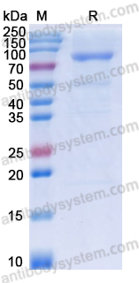Recombinant Human POLQ Protein, N-His