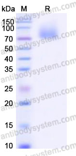 Recombinant Human CD358/TNFRSF21 Protein, C-Fc