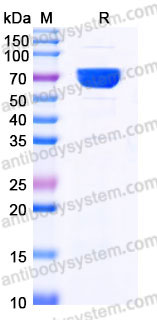 Recombinant Human CD335/NCR1/NKp46 Protein, C-Fc