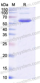 SDS-PAGE for Recombinant Human LY86 Protein, C-Fc ?>