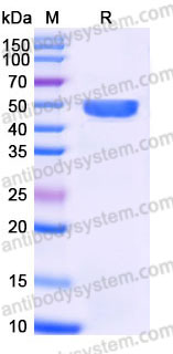 Recombinant Human CD160 Protein, C-Fc