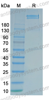 Native Human F8/Coagulation factor VIII Protein