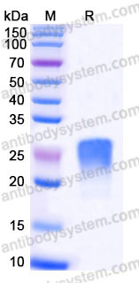 Recombinant Human TGFB1/TGF-beta-1 (LAP) Protein, Tag free