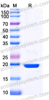 Recombinant Human IFNA1/Interferon alpha-D Protein, C-His