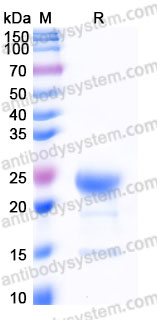 Recombinant Human IFNG/IFN-gamma Protein, Tag free