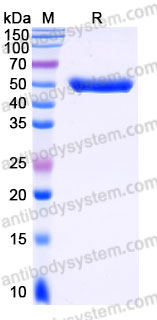 Recombinant Human IL1A/IL1F1 Protein, C-Fc