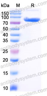 Recombinant Human CD4 Protein, C-Fc