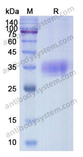 Recombinant Human LAYN/Layilin Protein, C-Fc