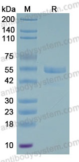 Recombinant Human Collagen I/COL1 Protein