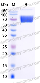 Recombinant Human LRG1 Protein, C-Fc-His