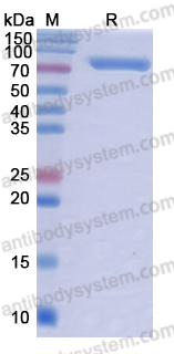 Recombinant Human CD71/TFRC Protein, C-His