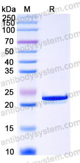 Recombinant Human IFNW1 Protein, C-His