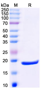 Recombinant Human IFNA6 Protein, C-His