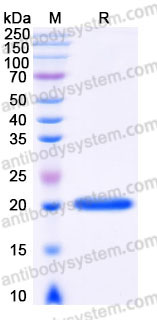 Recombinant Human IFNA4 Protein, C-His