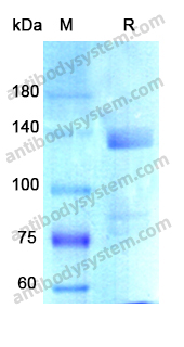 Recombinant Human APP Protein, C-Fc