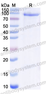 Recombinant Human CD61/ITGB3 Protein, C-Strep