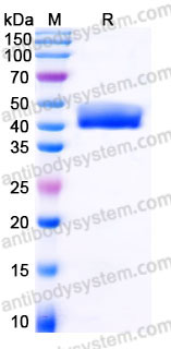 Recombinant Human IL5 Protein, C-mFc