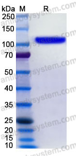 Recombinant Human CD54/ICAM1 Protein, C-Fc