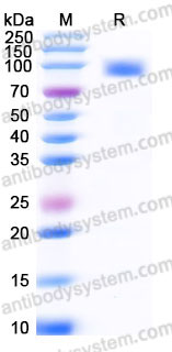 Recombinant Human CD54/ICAM1 Protein, C-mFc