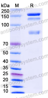 Recombinant Human ITGAV & ITGB8 Heterodimer, C-His