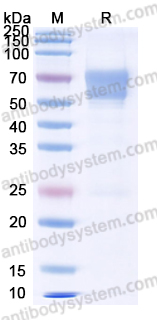 Recombinant Human CD98/SLC3A2 Protein, C-His