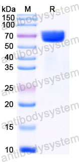 Recombinant Human CD98/SLC3A2 Protein, N-His
