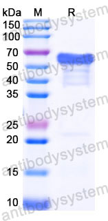 Recombinant Human MMP3 Protein, C-His